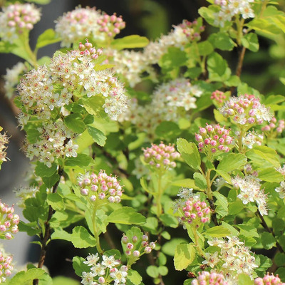 Physocarpus opulifolius 'Raspberry Lemon' Hólyagvessző