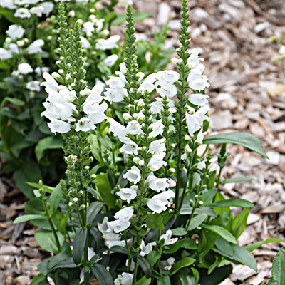 Physostegia virginiana 'Crystal Peak White'  Füzérajak