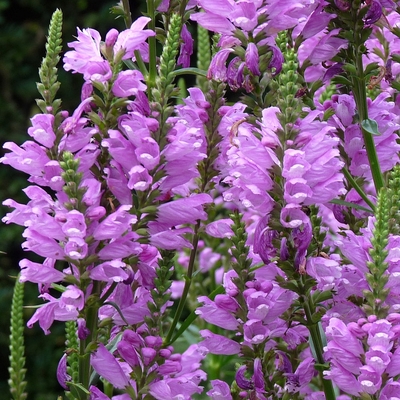 Physostegia virginiana 'Vivid' F&uuml;z&eacute;rajak