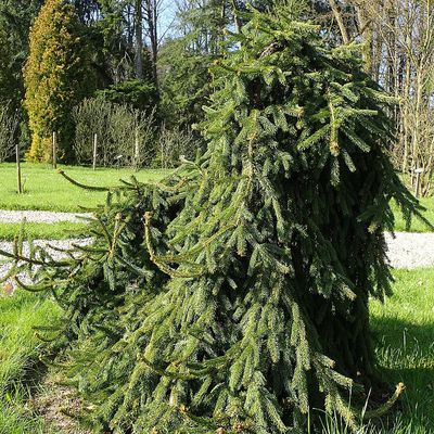Cs&uuml;ngő luc Picea abies 'Inversa'