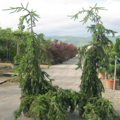 Cs&uuml;ngő luc Picea abies 'Inversa'
