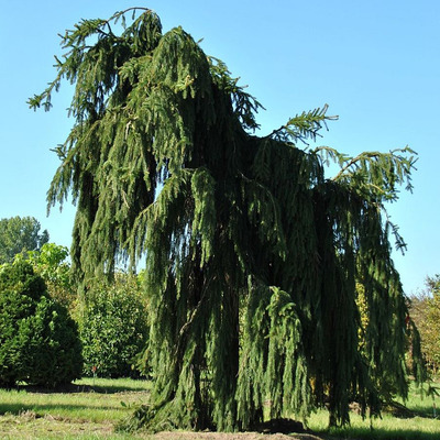 Cs&uuml;ngő luc Picea abies 'Inversa'