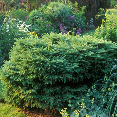 T&ouml;rpe f&eacute;szek luc Picea abies 'Nidiformis'