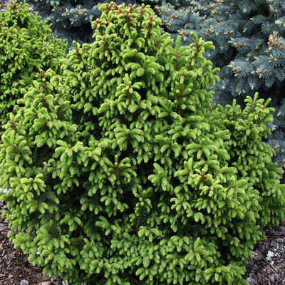 Picea abies 'Ohlendorfi' Törpe luc