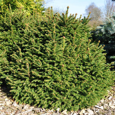 Törpe luc Picea abies 'Ohlendorfi'