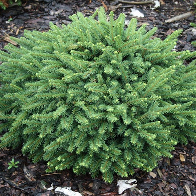 Picea abies 'Pumila Nigra' Törpe gömb luc