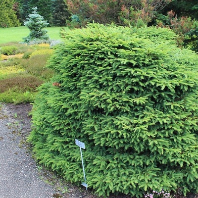 Törpe gömb luc Picea abies 'Pumila Nigra'