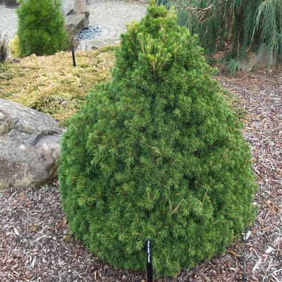 Picea abies 'Tompa' T&ouml;rpe luc