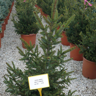 Picea abies 'Will's Zwerg' Lucfenyő