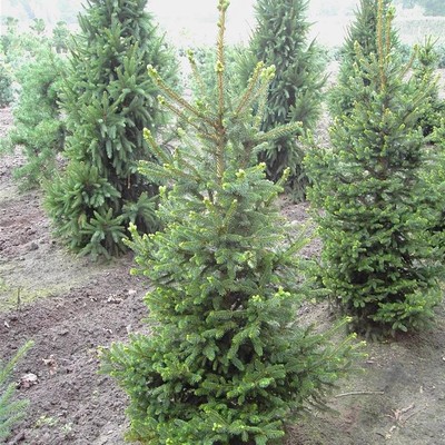 Lucfenyő Picea abies 'Will's Zwerg'