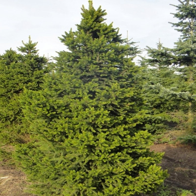 Lucfenyő Picea abies 'Will's Zwerg'