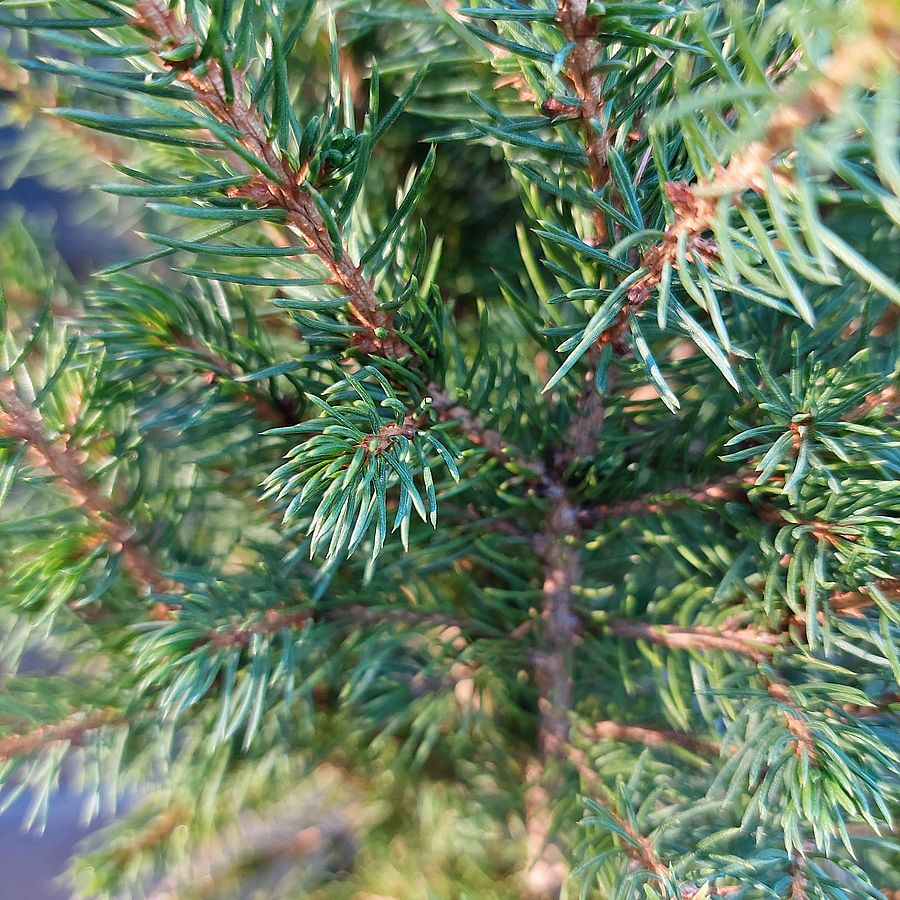 Kék cukorsüvegfenyő Picea glauca 'December'