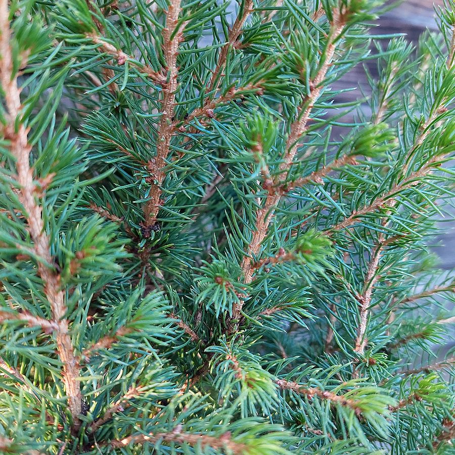 Kék cukorsüvegfenyő Picea glauca 'December'