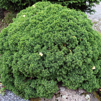 Törpe gömb fenyő Picea glauca 'Alberta Globe'