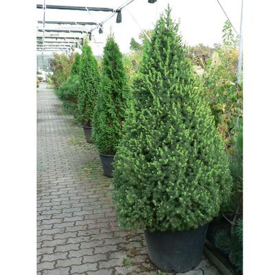 Picea glauca 'Conica' Cukorsüveg fenyő