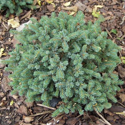 Picea glauca 'Echiniformis' Törpe gömb cukorsüvegfenyő