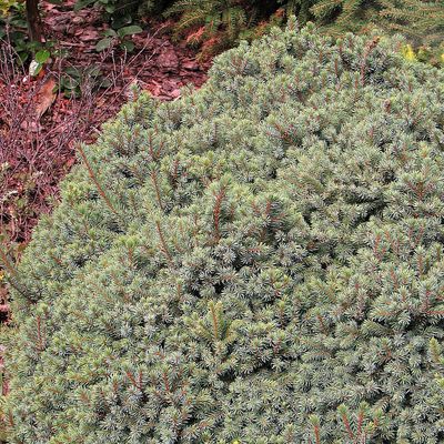Törpe gömb cukorsüvegfenyő Picea glauca 'Echiniformis'