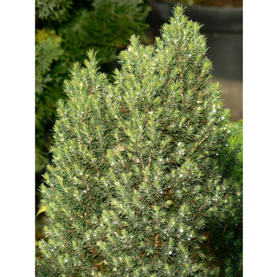 Picea glauca 'Laurin' Cukorsüvegfenyő