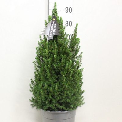 Picea glauca 'Perfecta' Cukorsüveg fenyő