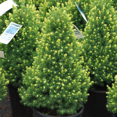 Picea glauca 'Rainbow's End' Aranyhajtású cukorsüvegfenyő