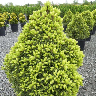 Aranyhajtású cukorsüvegfenyő Picea glauca 'Rainbow's End'