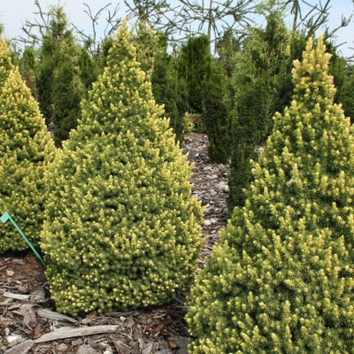 Aranyhajtású cukorsüvegfenyő Picea glauca 'Rainbow's End'