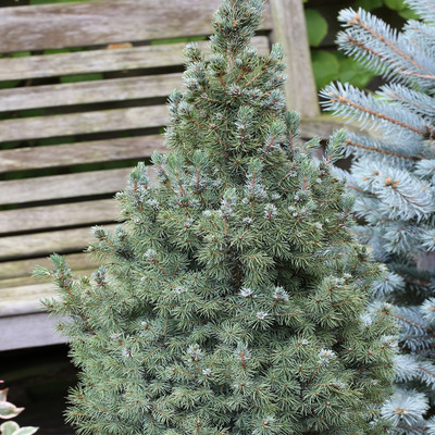 Picea glauca 'Sander's Blue' Kék cukorsüvegfenyő