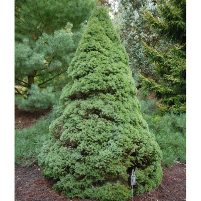 Kék cukorsüvegfenyő Picea glauca 'Sander's Blue'