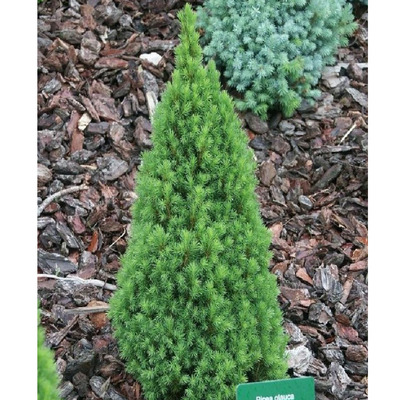 Picea glauca 'Zuckerhut' Cukors&uuml;veg fenyő