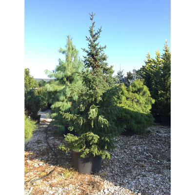 Picea omorika Szerb luc