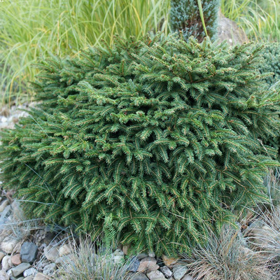 Törpe lucfenyő Picea omorika 'Karel'