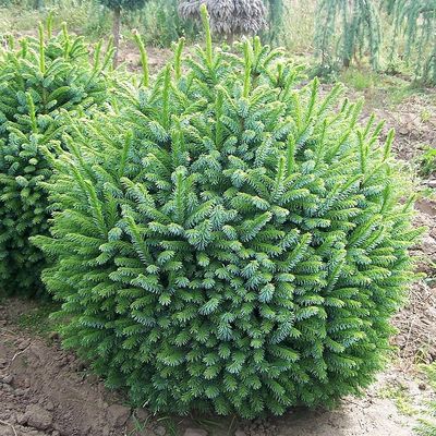 Picea omorika 'Nana' Törpe szerb luc