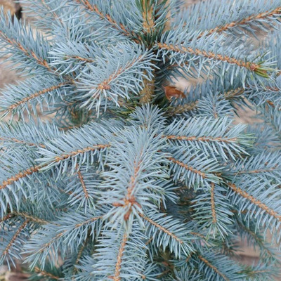 Picea pungens 'Super Better Blue' Ezüstfenyő