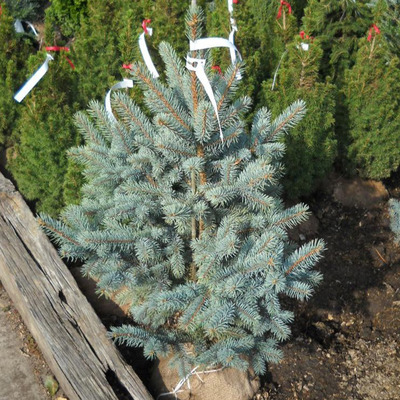 Ez&uuml;stfenyő Picea pungens 'Balaton'