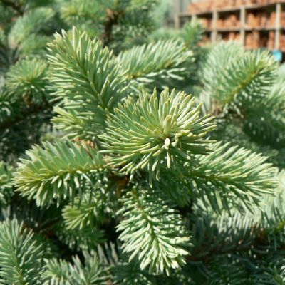 Gömb ezüstfenyő Picea pungens 'Glauca Globosa'