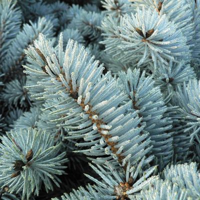 Gömb ezüstfenyő Picea pungens 'Glauca Globosa'