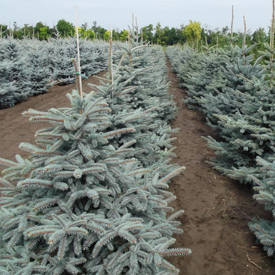 Picea pungens 'Glauca Kaibab' Ez&uuml;stfenyő