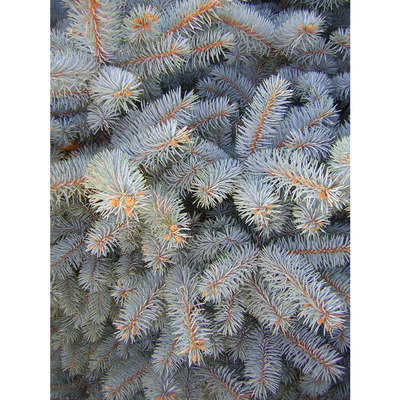 Ezüstfenyő Picea pungens 'Glauca'