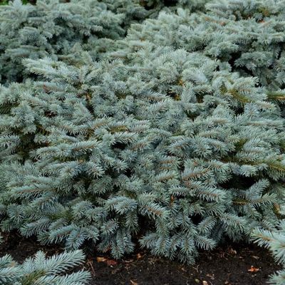 Ez&uuml;stfenyő Picea pungens 'Karpaten'