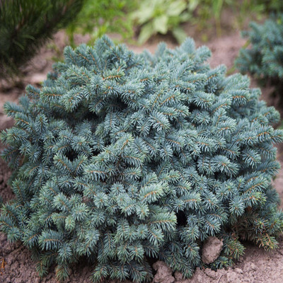 Picea pungens 'Waldbrunn' T&ouml;rpe ez&uuml;stfenyő