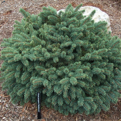 T&ouml;rpe ez&uuml;stfenyő Picea pungens 'Waldbrunn'