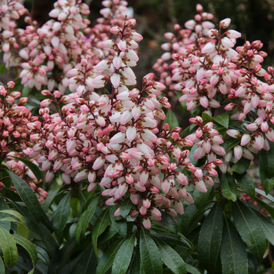 Pieris japonica 'Bonfire' Japán babérhanga