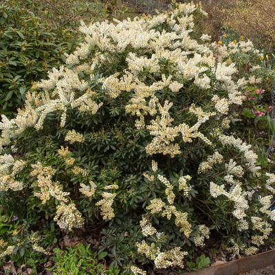 Pieris japonica 'Debutante' Japán babérhanga