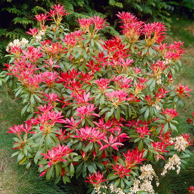 Pieris japonica 'Forest Flame' Jap&aacute;n bab&eacute;rhanga