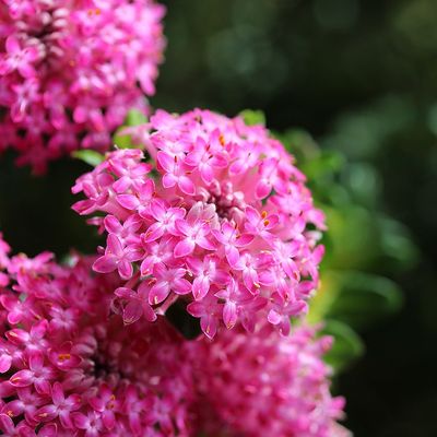 Pimelea ferruginea Rózsás ausztrál rizsvirág