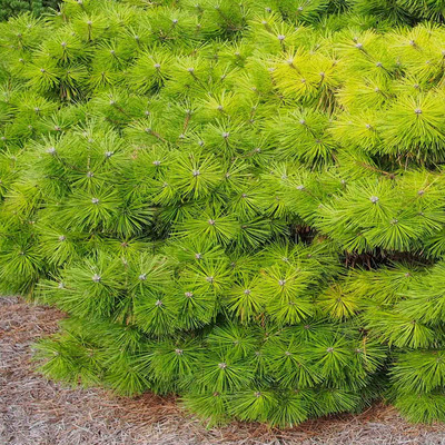 Törpe gömb japán erdeifenyő Pinus densiflora 'Jane Kluis'