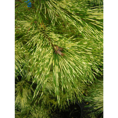 Pinus densiflora 'Oculus-Draconis' S&aacute;rk&aacute;nyszem fenyő