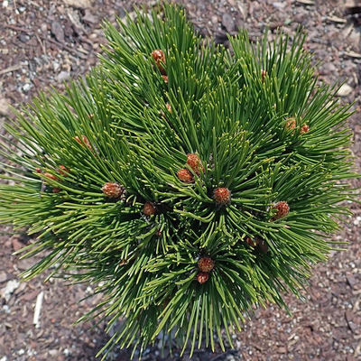 Pinus heldreichii 'Schmidtii' Törpe páncélfenyő
