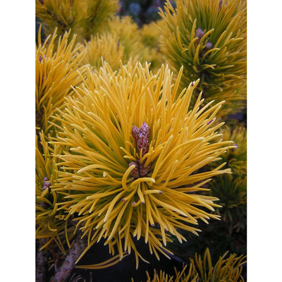 Havasi törpefenyő Pinus mugo 'Carsten's Wintergold'