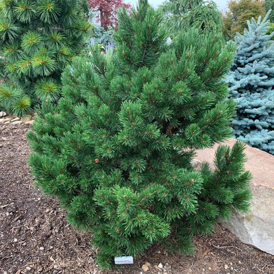 Pinus mugo 'Gnom' Havasi törpefenyő